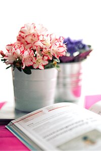Book flower houseplants photo