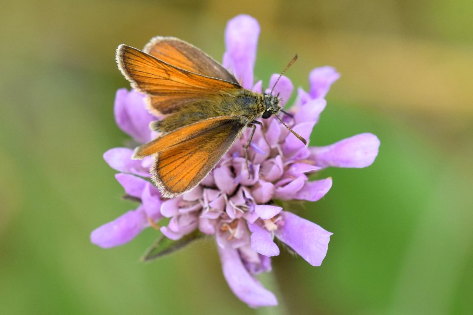 Small skipper 2