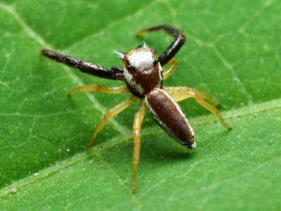 Hentzia palmarum