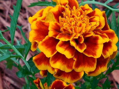 Yellow garden flower
