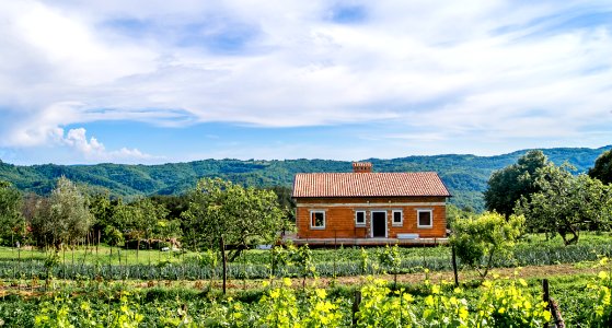 Vineyard