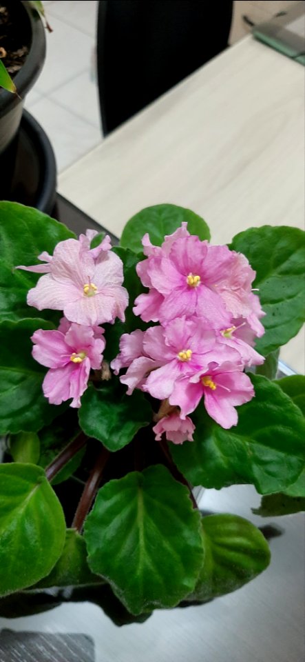 Violetas