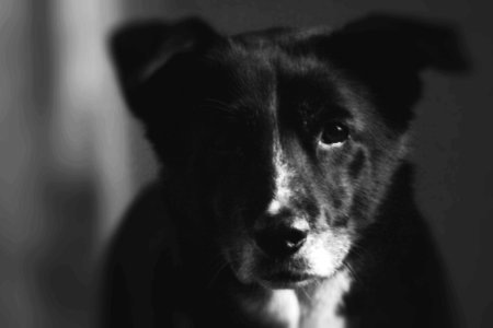 Penny Portrait BW photo