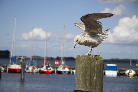 Wind water bird seevogel