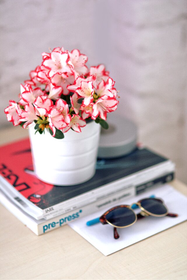 Houseplants plant flower