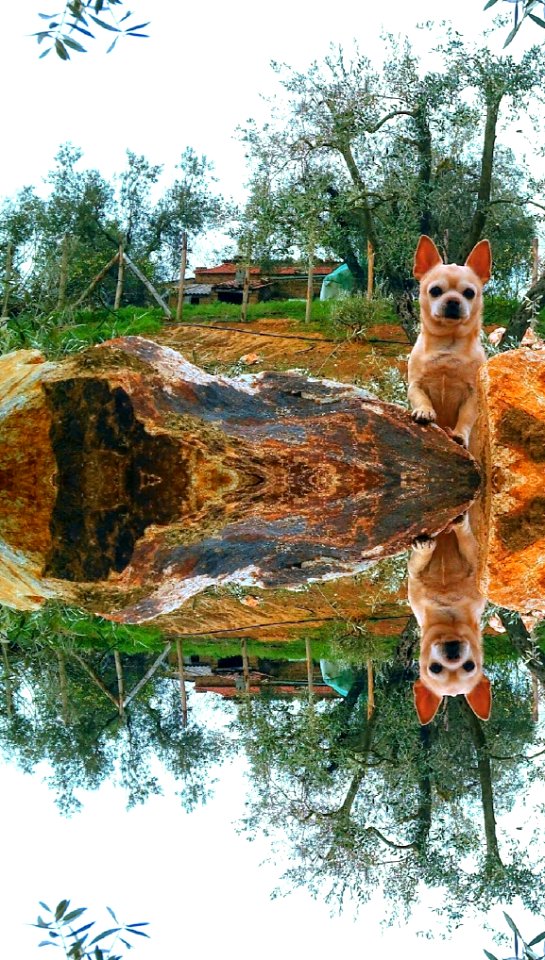 My dog