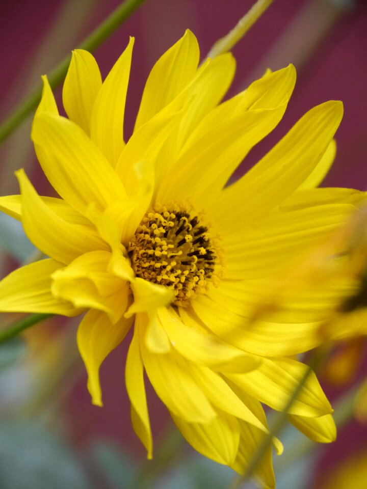 Sunny plant summer