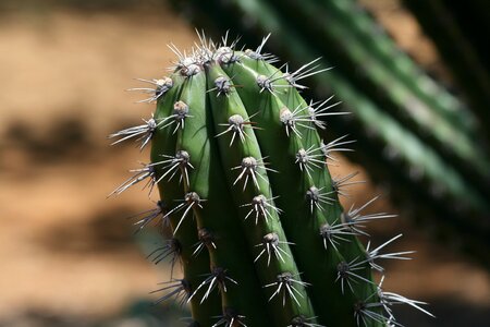 Cactus plant desert photo