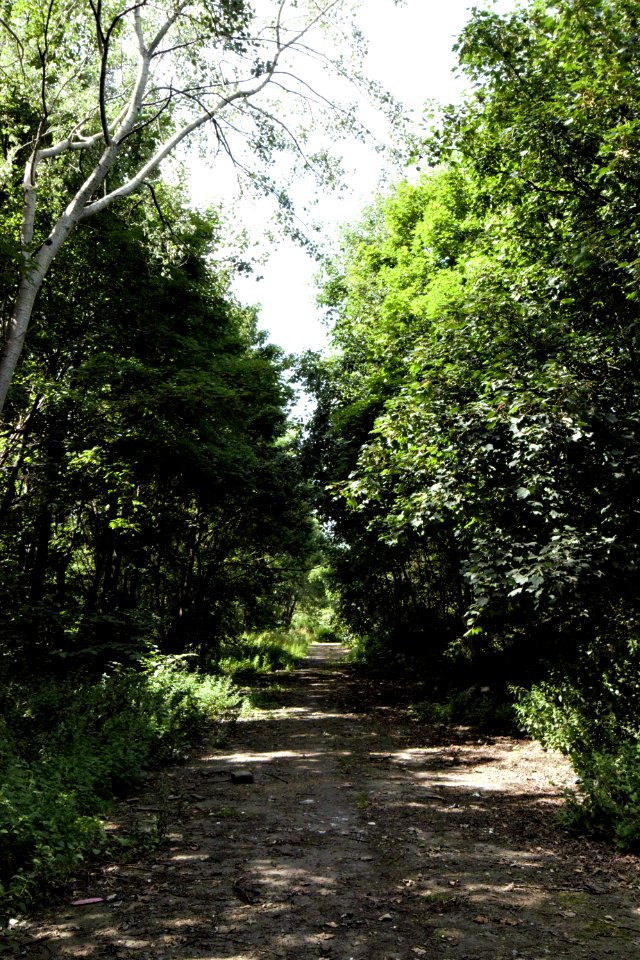 DSC 0550