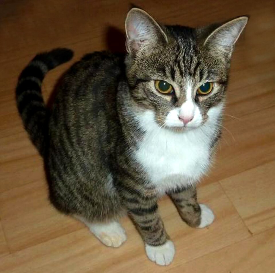 Cat face animal sweet