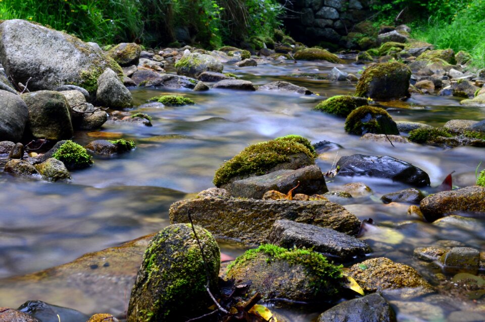 River nature green photo