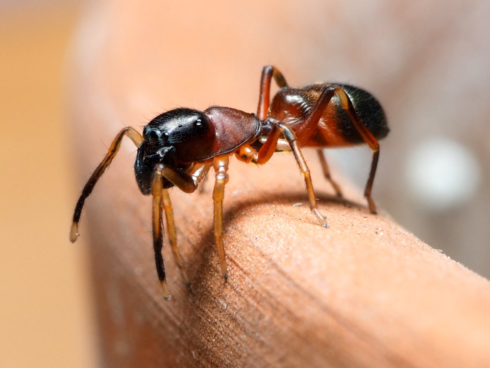 Myrmarachne formicaria