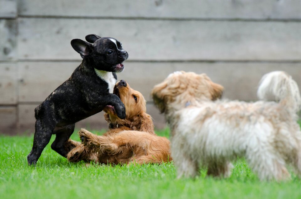 Cocker spaniel puppies playing dogs