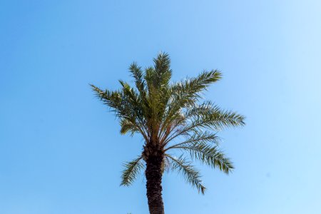 Palmera photo