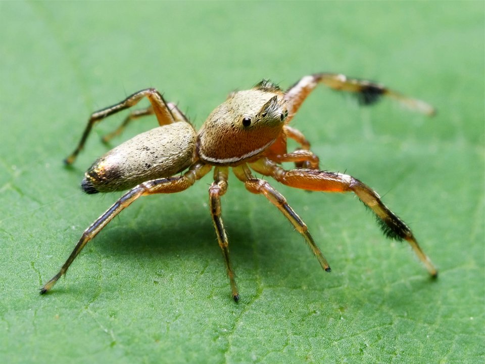 Tutelina elegans
