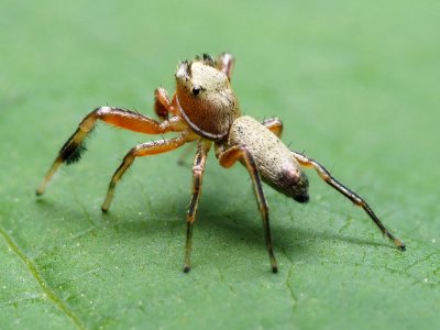 Tutelina elegans