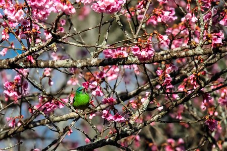 Trees flower cherry photo