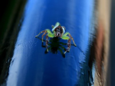 railing spider photo