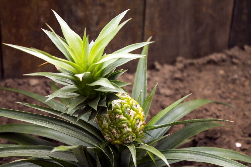 Nature plants garden