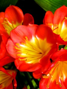flordetalle