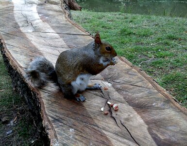 Park cute animal