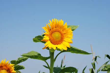 Yellow flower blue sky sun photo
