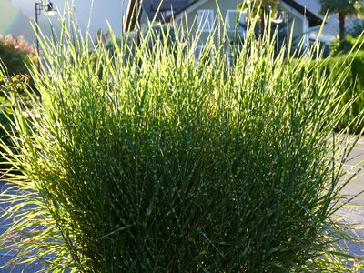 Grass weed green