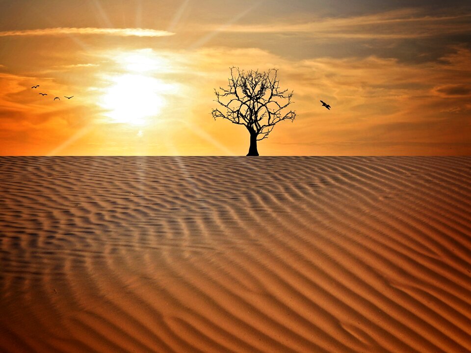 Tree sky sun