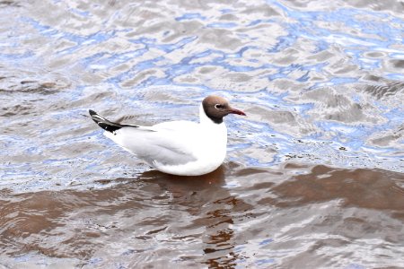 Black-headed gull photo