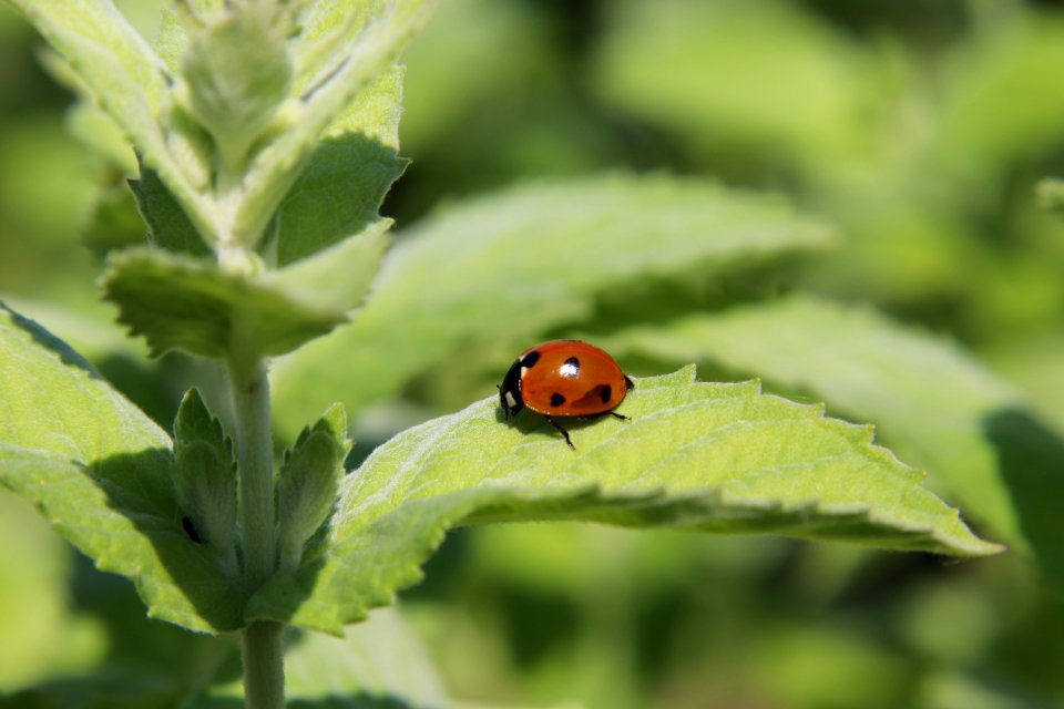 Ladybug / Marienkäfer