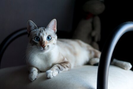 Gata rest pets
