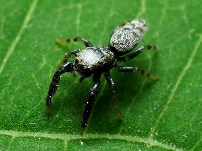 Jumping spider