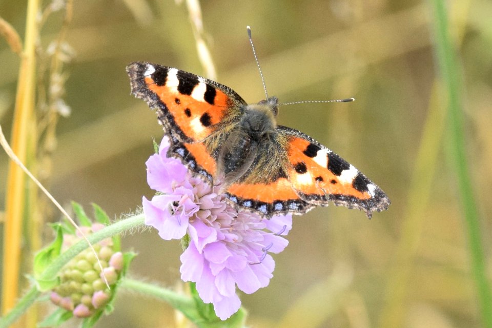 Small tortoiseshell