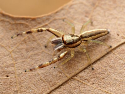 Hentzia grenada