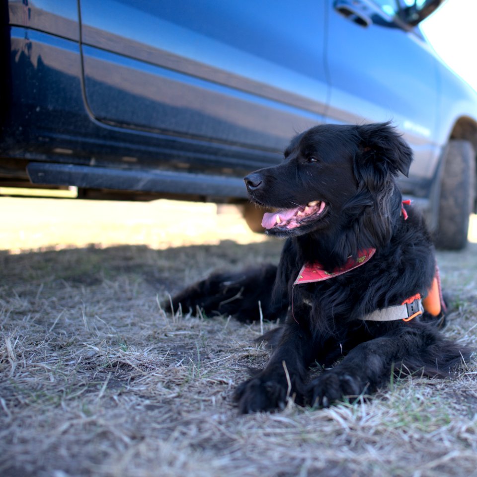 Dog in the shade.