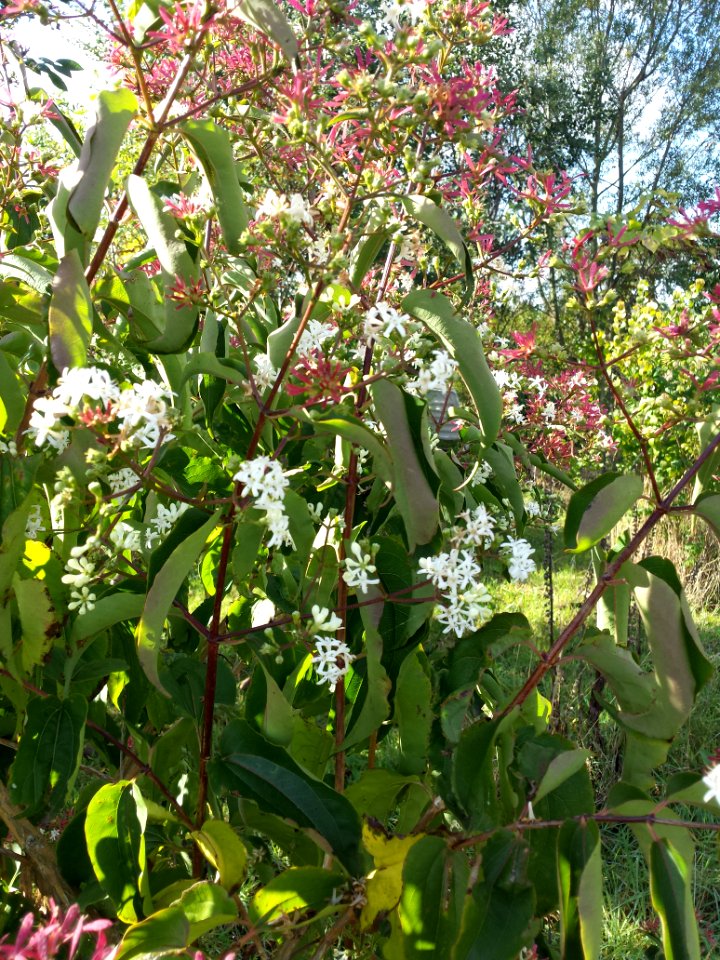 Heptacodium