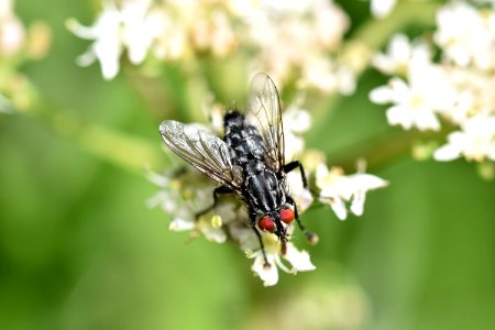 Fleshfly