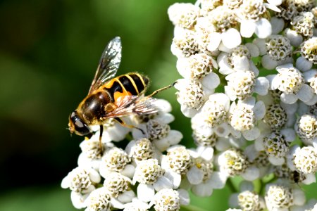 Eristalis photo