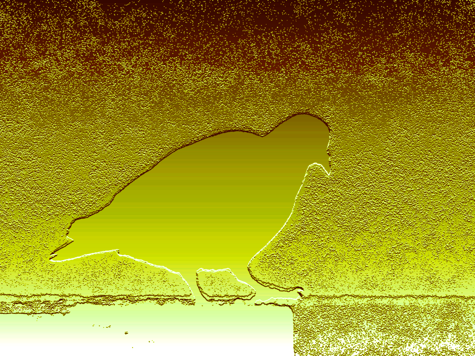 whitest golden dove