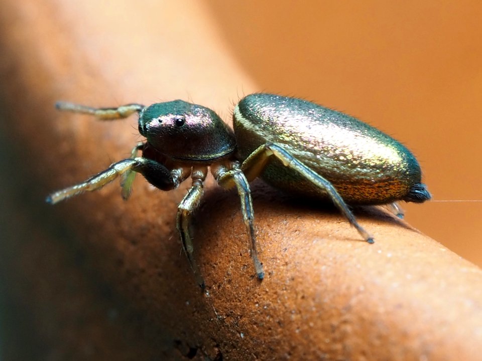 Tutelina elegans