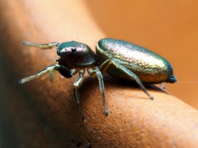 Tutelina elegans