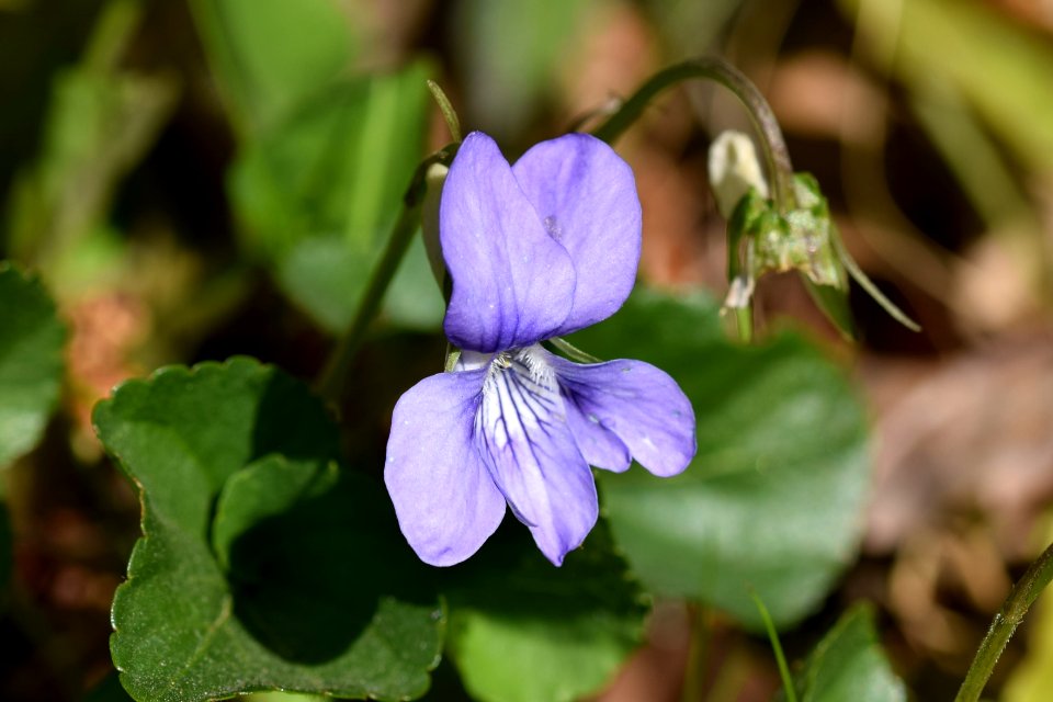 Dog violet