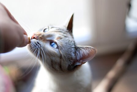 Gata rest pets