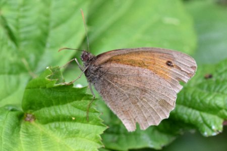 Meadow brown photo