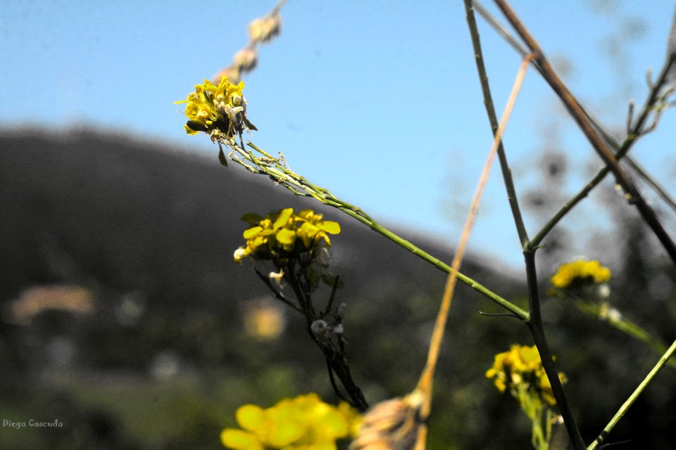 Naranco