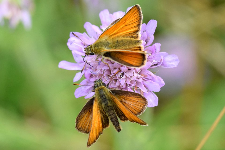 Small skippers