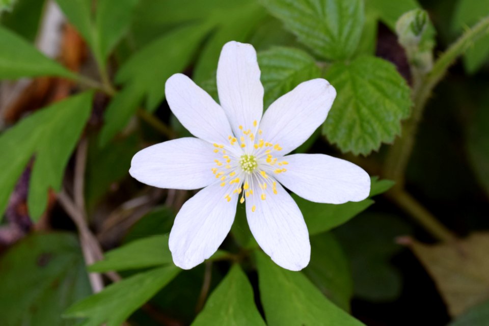 Wood anemone photo