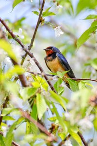 Swallow bird spring