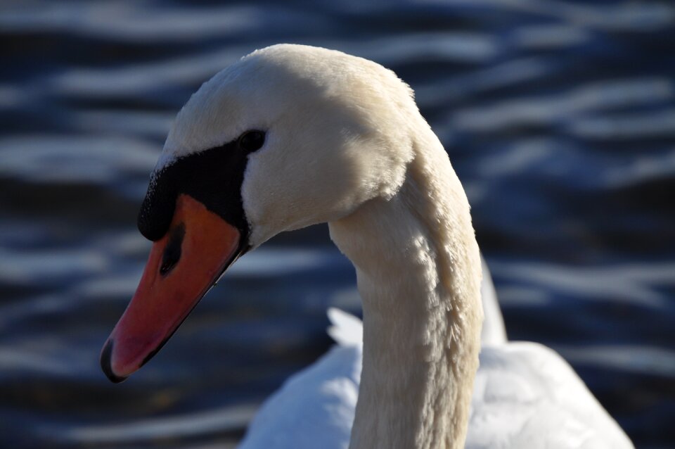 Close up pride water bird
