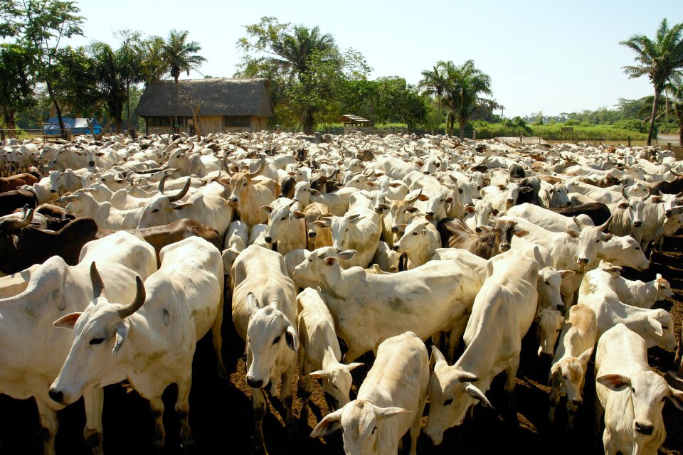 Holiday livestock cows